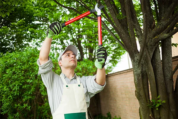 Tree and Shrub Trimming and Pruning Tree and Shrub Trimming and Pruning